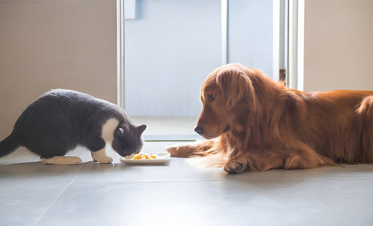 are pet supplements really necessary