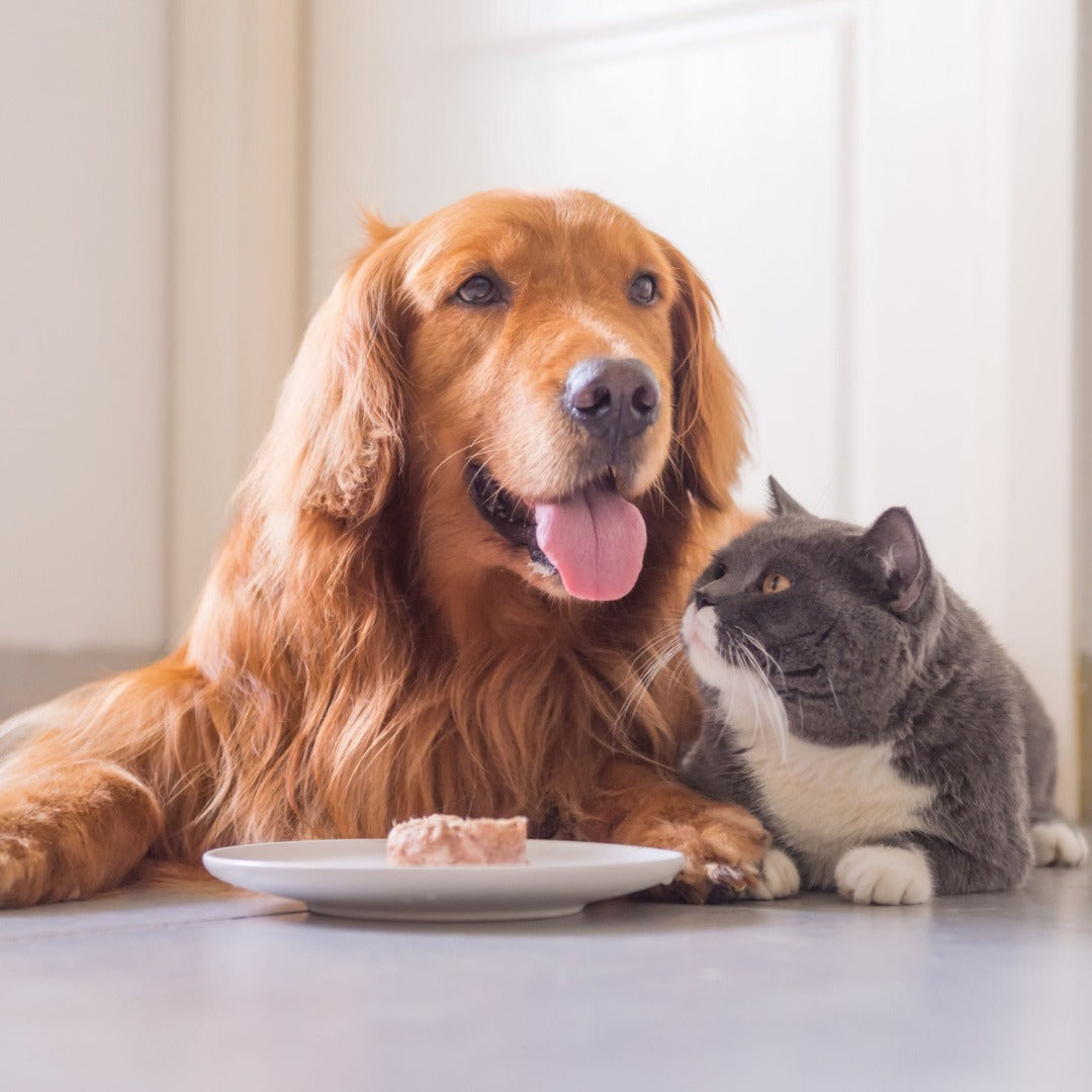 pet treats weight gain