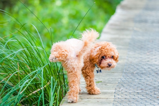 Blood in Dog Urine: Causes, Symptoms, and When to Act