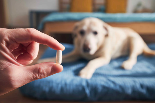 do probiotics really help dogs