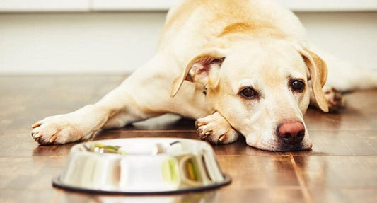 How to Improve Your Dog’s Gut Health Naturally for Better Immunity and Digestion
