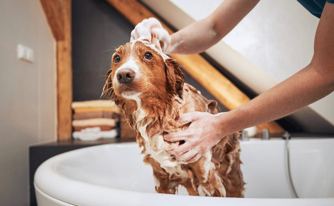 how often should you wash your dog