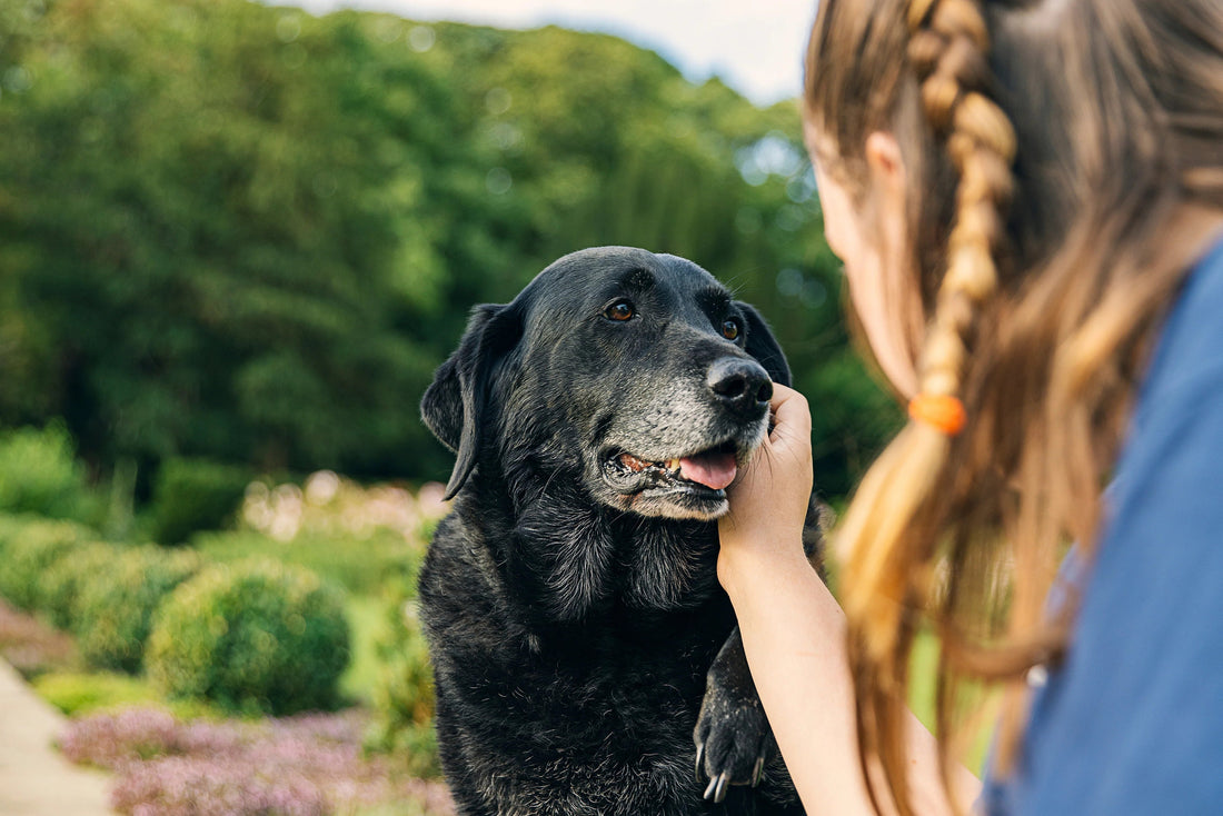 When Is a Dog Considered a Senior? Age, Signs, and Care